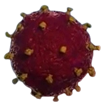 Corona_Virus-removebg-preview
